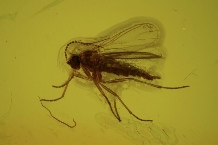 Fossil Fly (Diptera) In Baltic Amber #109309